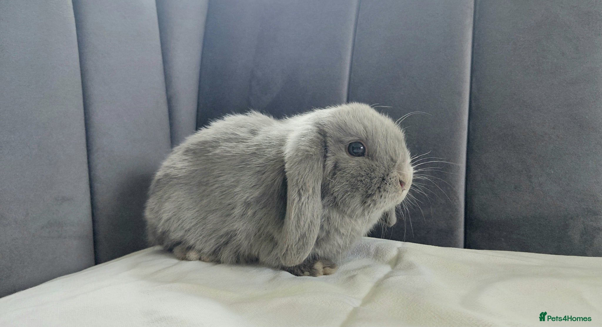 Mini Lop rabbits Friendly Baby Girl Mini Lop - Advert 17