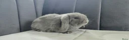 Mini Lop rabbits for sale: Friendly Baby Girl Mini Lop in Hereford - Advert 1