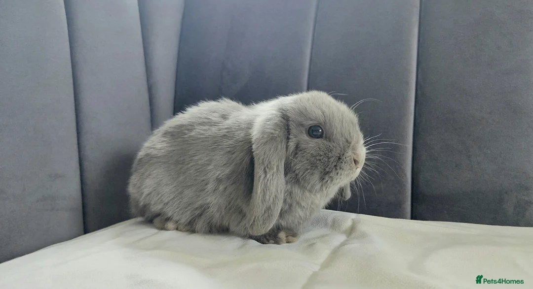 Mini Lop rabbits for sale: Friendly Baby Girl Mini Lop in Hereford - Advert 1