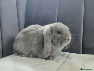 Mini Lop rabbits Friendly Baby Girl Mini Lop - Advert 1