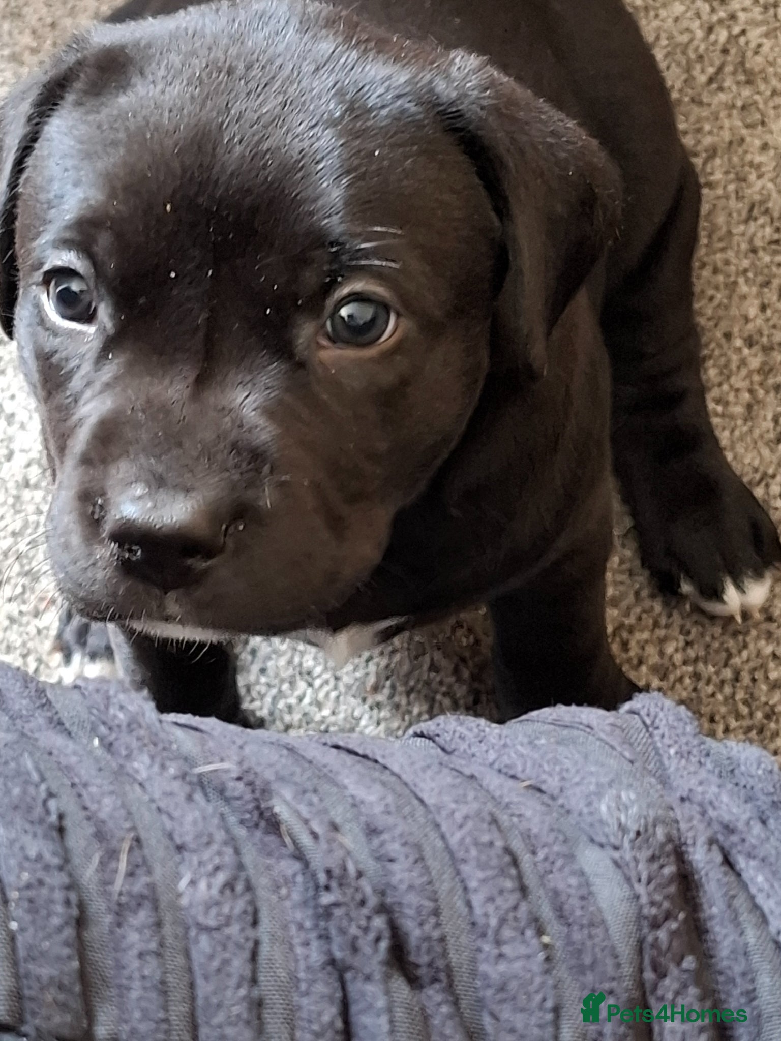 Mixed Breed dogs for sale: Staffy x labrador puppies - Advert 10