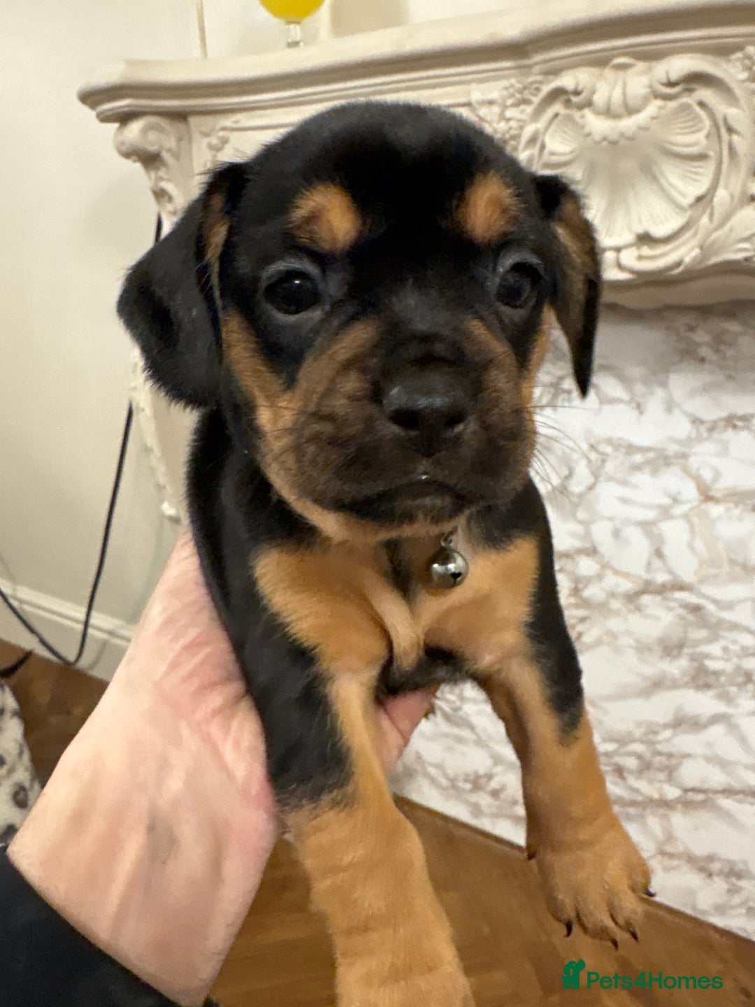 French Bulldog dogs for sale: Unique litter! - Advert 6