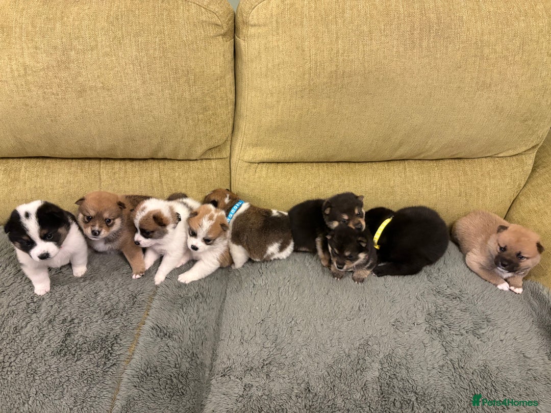 Mixed Breed dogs for sale: Pomskiba Inu Puppies. Shiba Inu x Pomsky - Advert 4