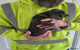 Mixed Breed dogs for sale: 5 beautiful Chiweenie puppies for Sale  - Image 15