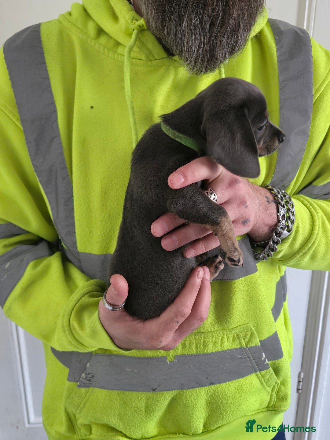 Mixed Breed dogs for sale: 5 beautiful Chiweenie puppies for Sale  - Image 15