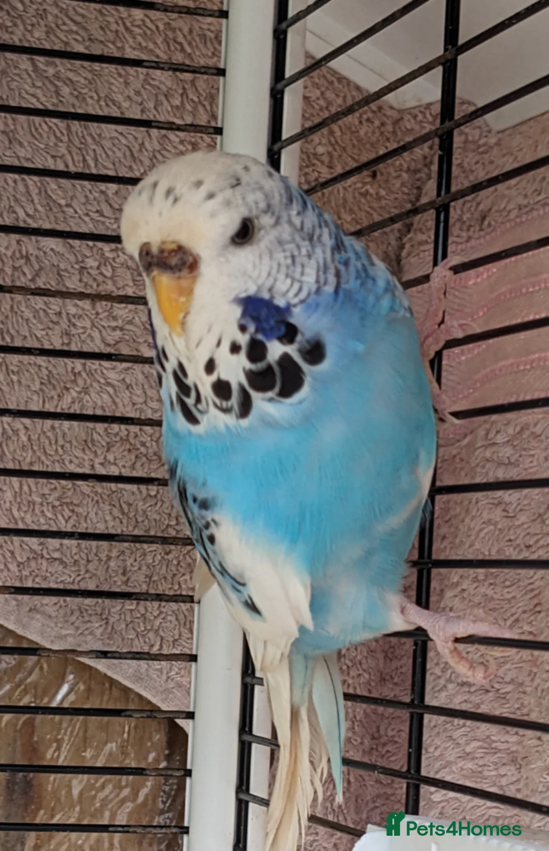Budgerigars birds for sale: Female budgerigar in London - Advert 2