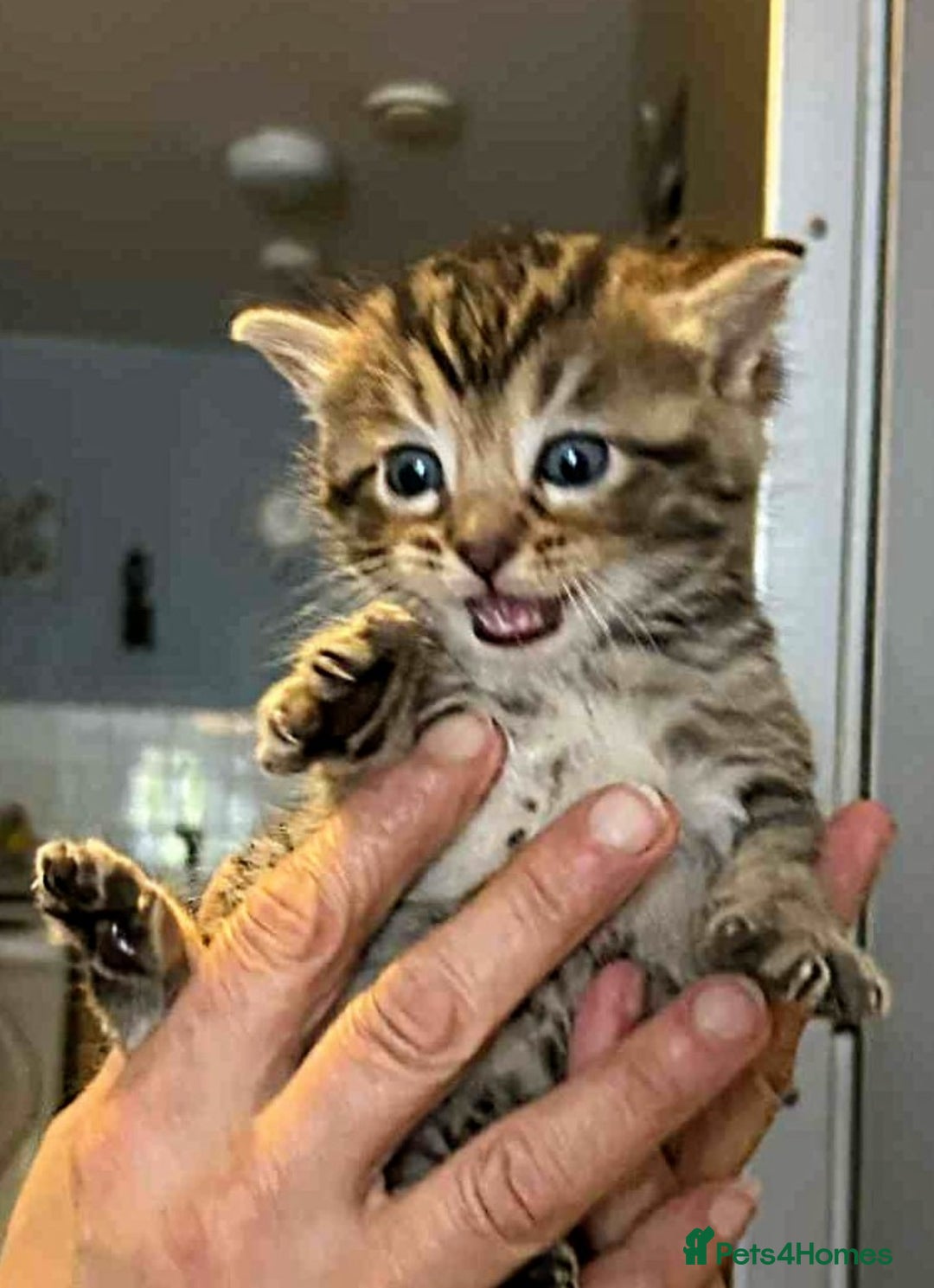 Mixed Breed cats for sale: Bengal mix - Image 1