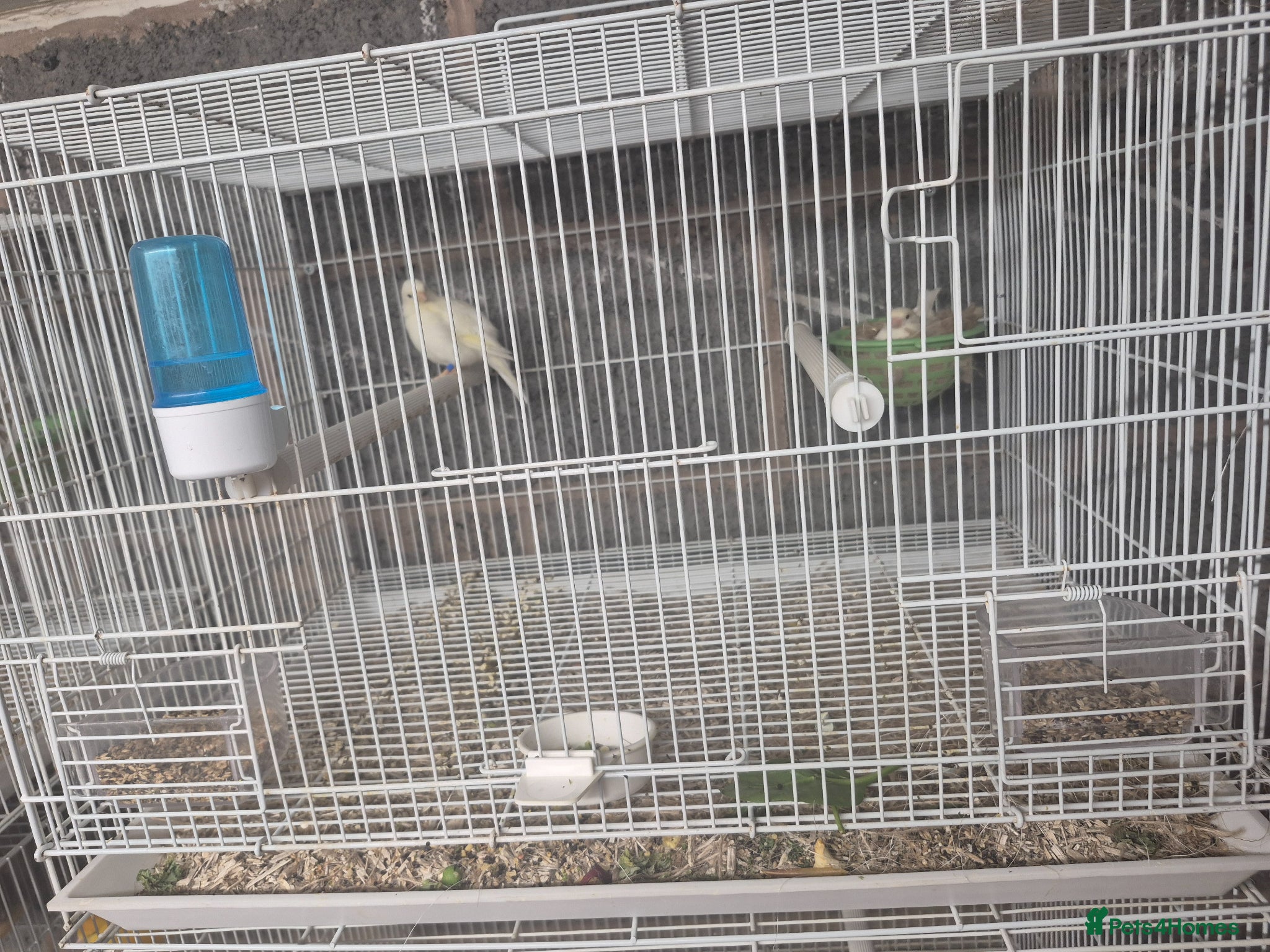 Mixed Breed birds White canary eggs in nest  - Advert 5