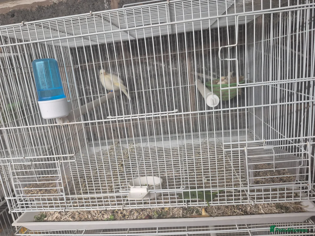 Mixed Breed birds for sale: White canary eggs in nest  - Advert 1