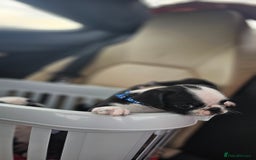 Pug dogs for sale: For sale  - Image 15