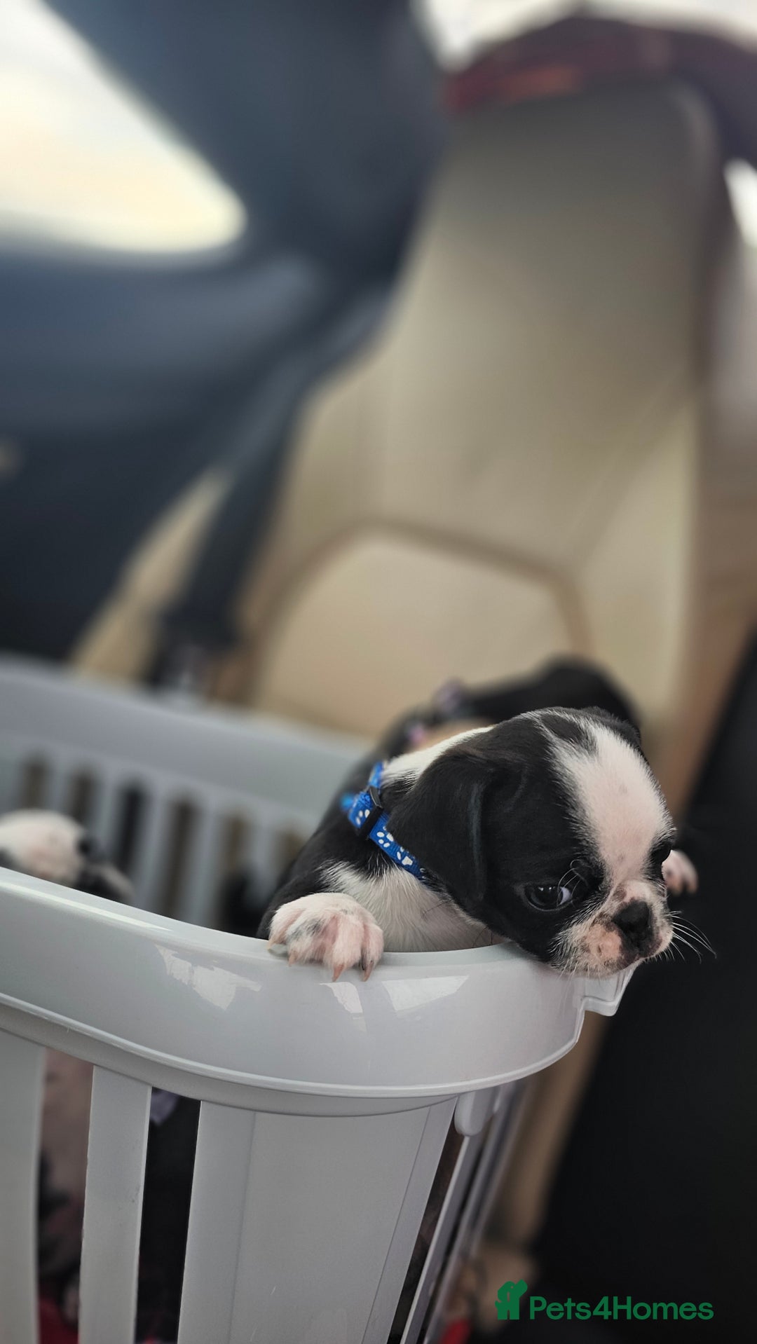 Pug dogs for sale: For sale  - Image 15