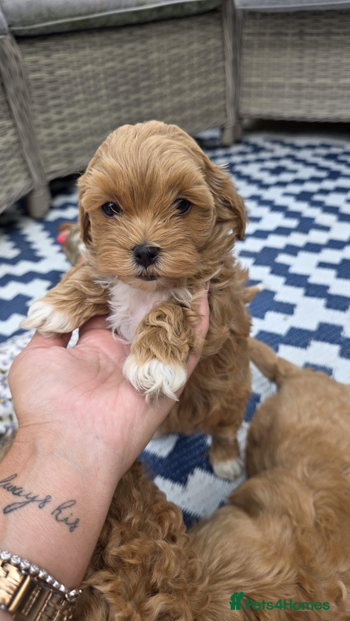 Maltipoo dogs READY NOW Exceptional Tiny Toy Maltipoo puppies 🐶 - Advert 3