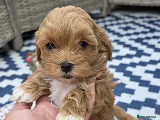 Maltipoo dogs READY NOW Exceptional Tiny Toy Maltipoo puppies 🐶 - Advert 3
