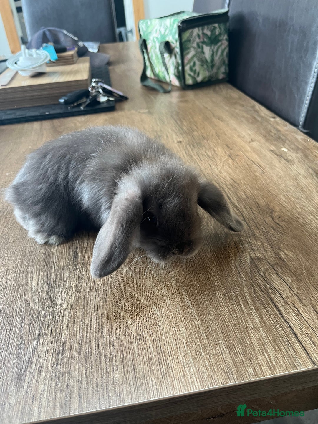 Dwarf Lop rabbits for sale: Dwarf lops READY NOW - Image 8