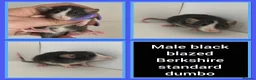 Rat rodents for sale: Adorable Baby Rats for Sale xx - Advert 4