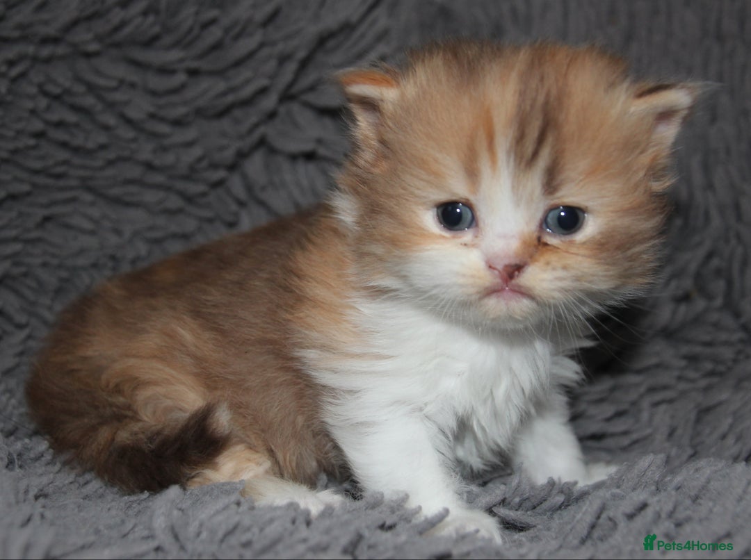 Scottish Fold cats for sale: Delightful Babies with delightful markings - Advert 7