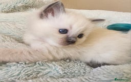 Ragdoll cats for sale: 7 beautiful fluffy Ragdoll cats.  - Image 27