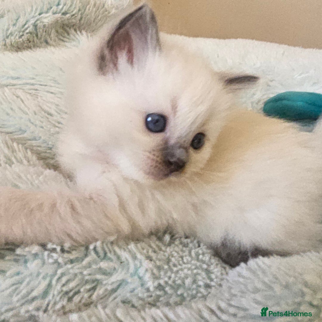 Ragdoll cats for sale: 7 beautiful fluffy Ragdoll cats.  - Image 27