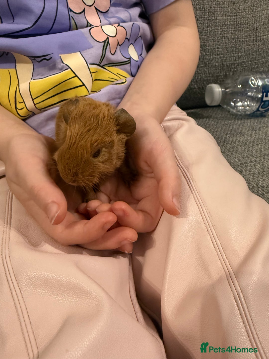Guinea Pig rodents for sale: Baby guinea pigs - Image 3