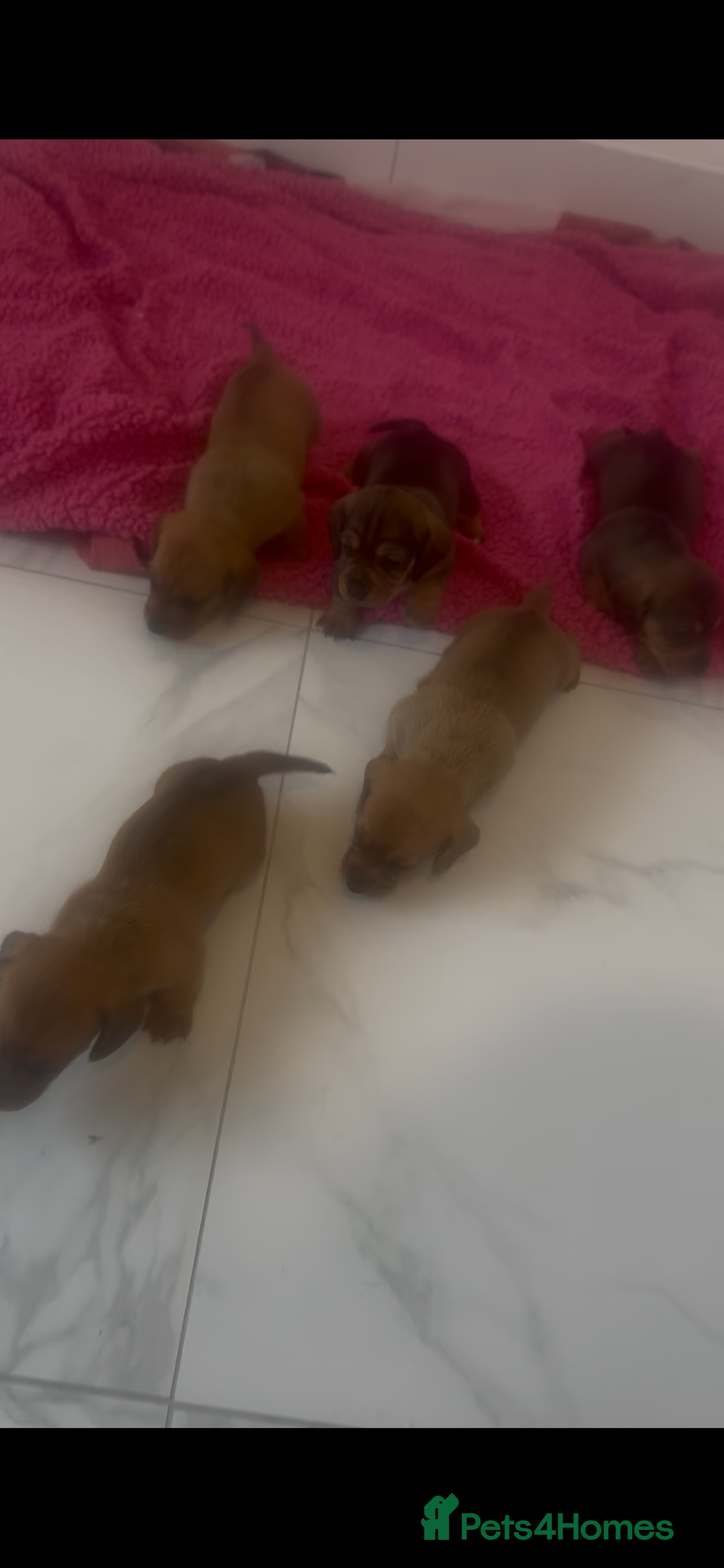 Dachshund dogs for sale: Dachshund/ long haired  - Image 5