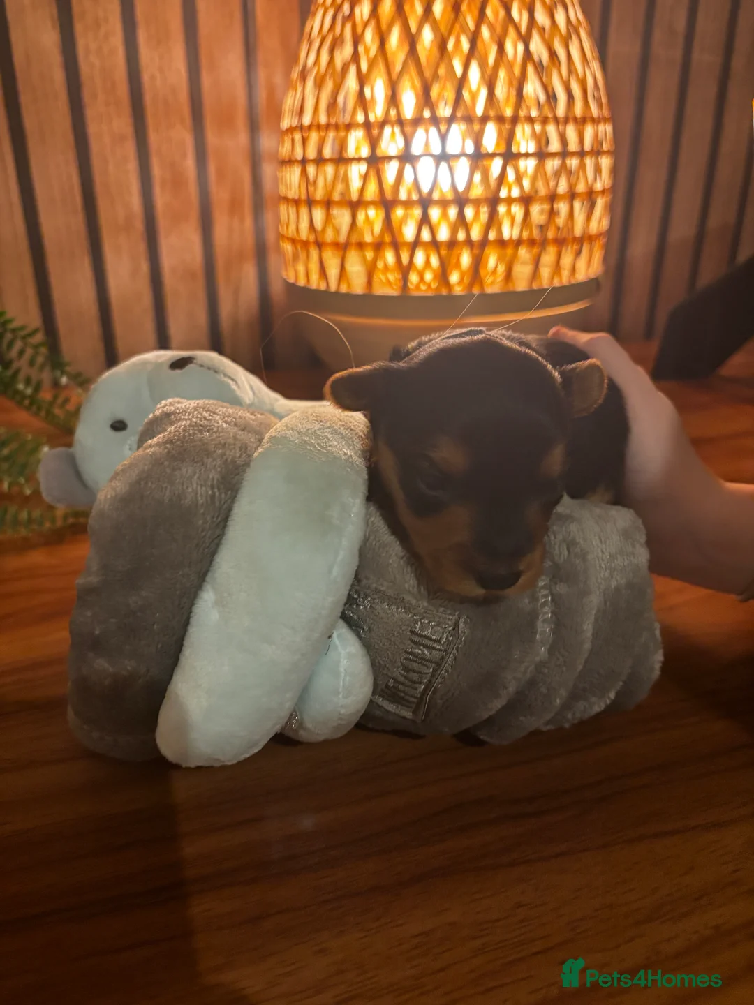 Yorkshire Terrier dogs for sale: Gorgeous Yorkshire terrier puppies - Advert 2