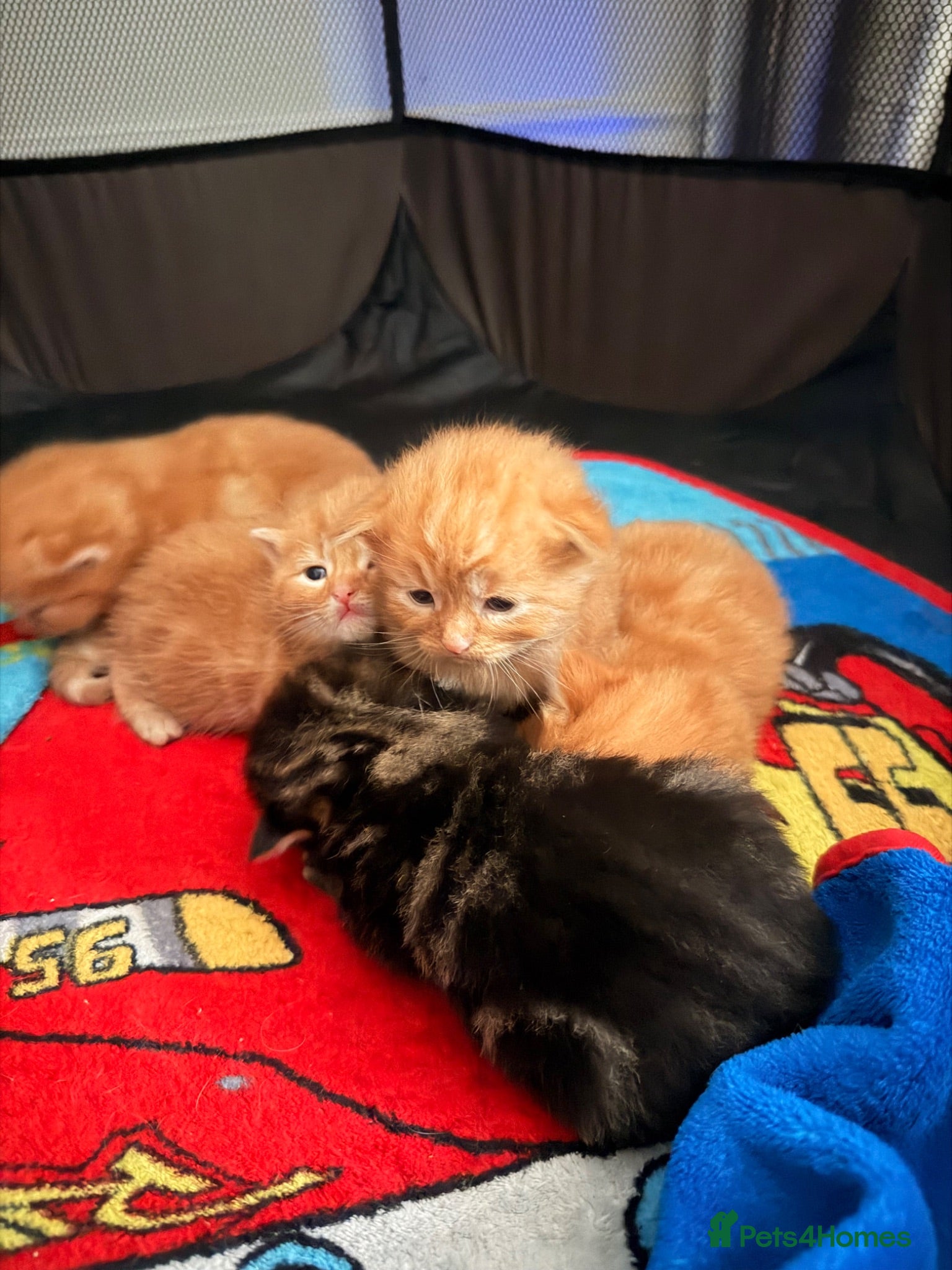 Mixed Breed cats Kittens for sale  - Advert 4