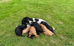 Cockapoo dogs for sale: Gorgeous F1 Cockapoo Puppies - KC Parents - Image 6