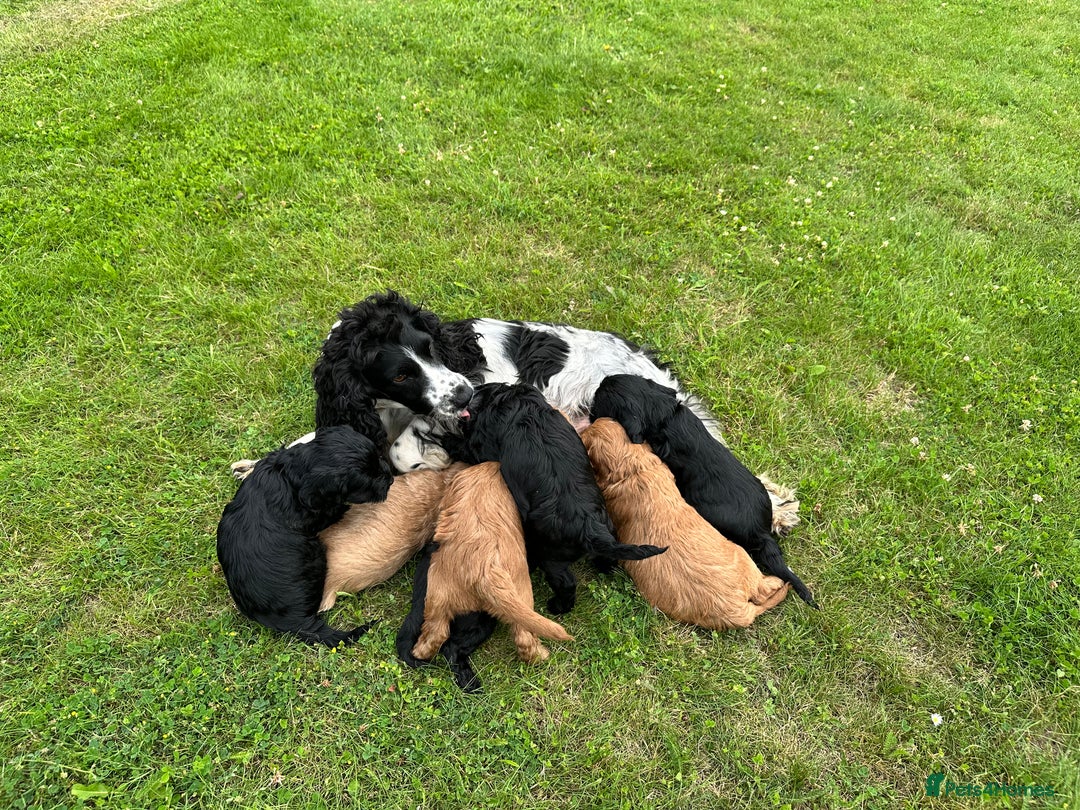 Cockapoo dogs for sale: Gorgeous F1 Cockapoo Puppies - KC Parents - Image 6