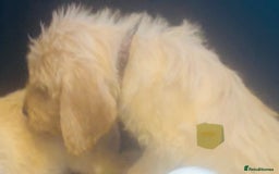 Labradoodle dogs for sale: F1 Labradoodles  - Image 18