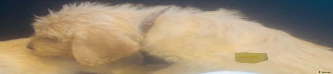 Labradoodle Puppy 5