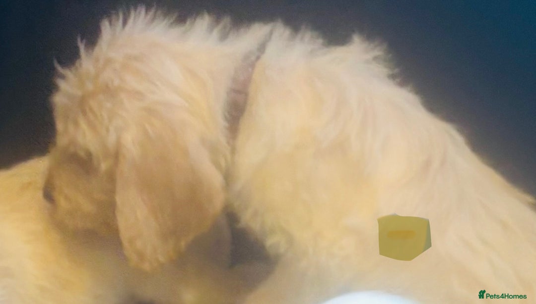 Labradoodle dogs for sale: F1 Labradoodles  - Image 18