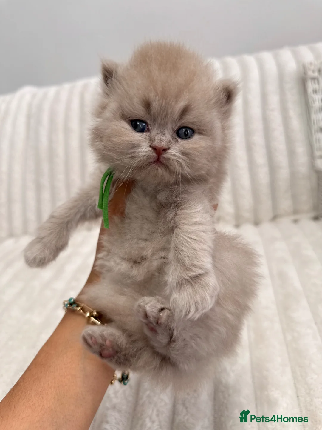 British Shorthair cats for sale: 7 British Shorthair Kittens TICA@- Import Lines - Advert 1