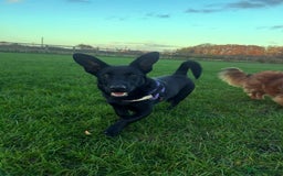 Dachshund dogs for adoption: Cute Gregory looking for LOVE - Image 4