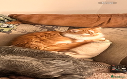 Mixed Breed cats for sale: Stunning friendly ginger kittens - Image 9