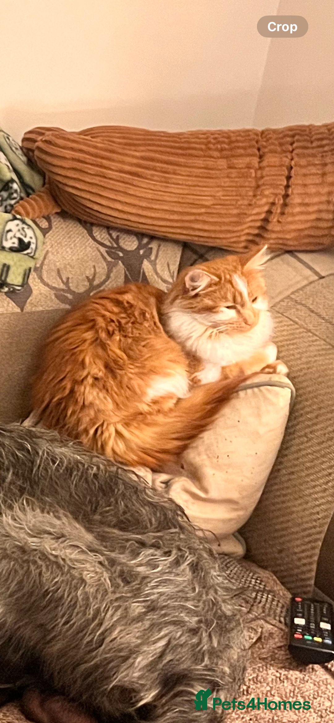 Mixed Breed cats for sale: Stunning friendly ginger kittens - Image 9