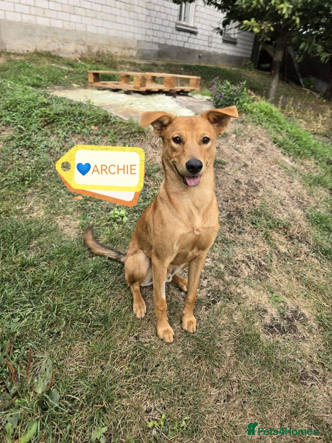 Mixed Breed dogs for adoption: URGENT: 💙ARCHIE & ARNY – Two Ginger Love-Bugs💙 - Advert 10