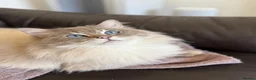 Ragdoll cats for sale: Champion bred Ragdoll kittens  - Advert 10