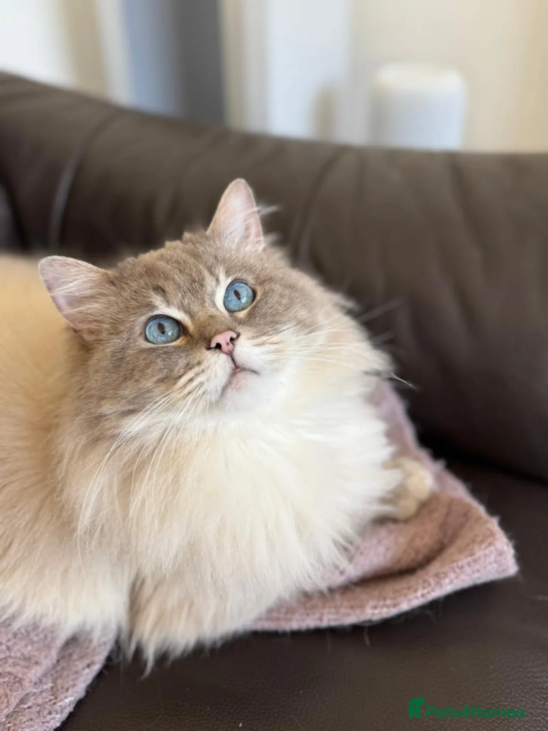 Ragdoll cats for sale: Champion bred Ragdoll kittens  - Advert 10