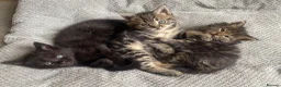 Mixed Breed cats for sale: Adorable kittens ready for a new home ❤️ - Advert 6