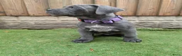 Cane Corso dogs for sale: Blue cane corso puppies  - Advert 6
