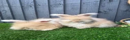 Angora rabbits for sale: Angora max faced bunnies  - Advert 4