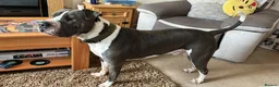 Mixed Breed dogs for sale: Male dog looking for forever home  in Stourbridge - Advert 18