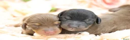 Miniature Dachshund dogs for sale: KC Registered Miniature Dachshund Puppies - Advert 11