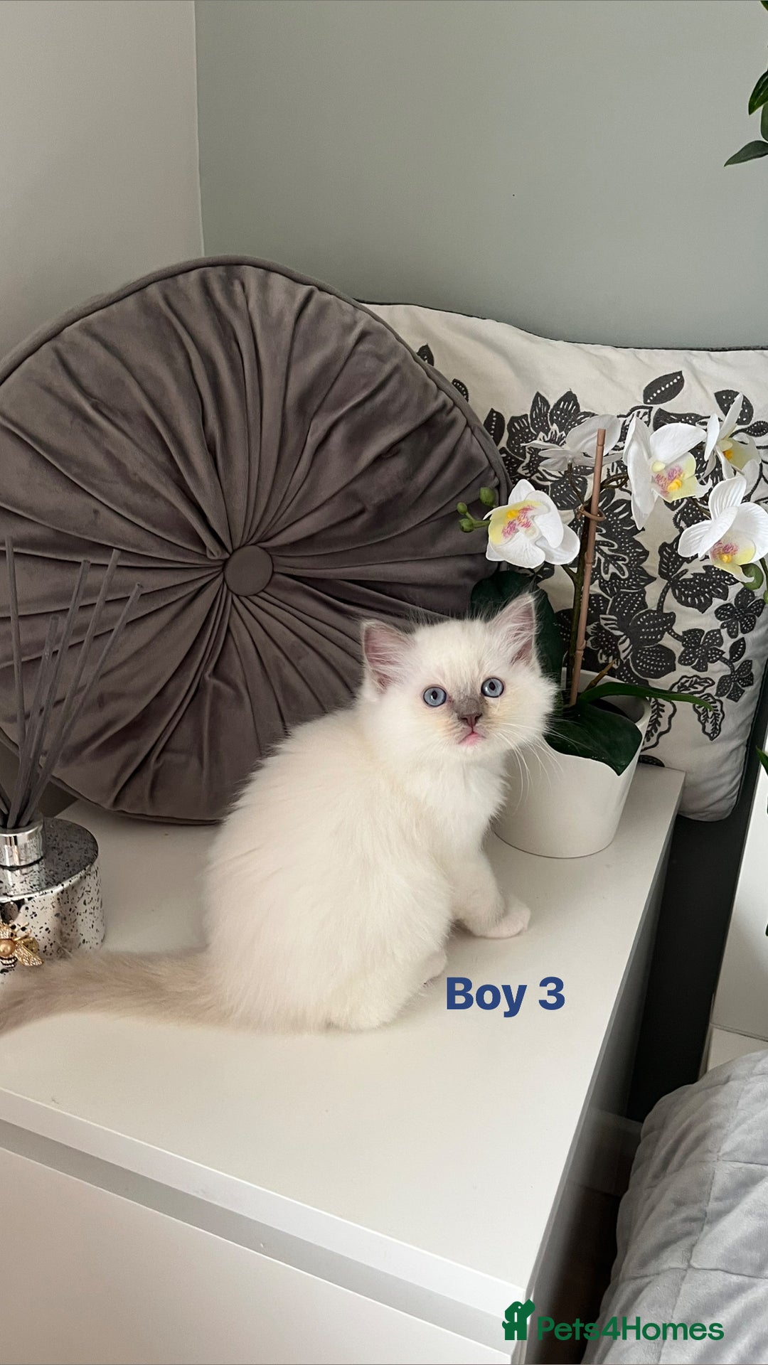 Ragdoll cats for sale: Champion Lines Beautiful Ragdoll Kittens  - Advert 7