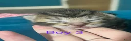 Mixed Breed cats for sale: 4 beautiful kittens for sale  - Advert 19
