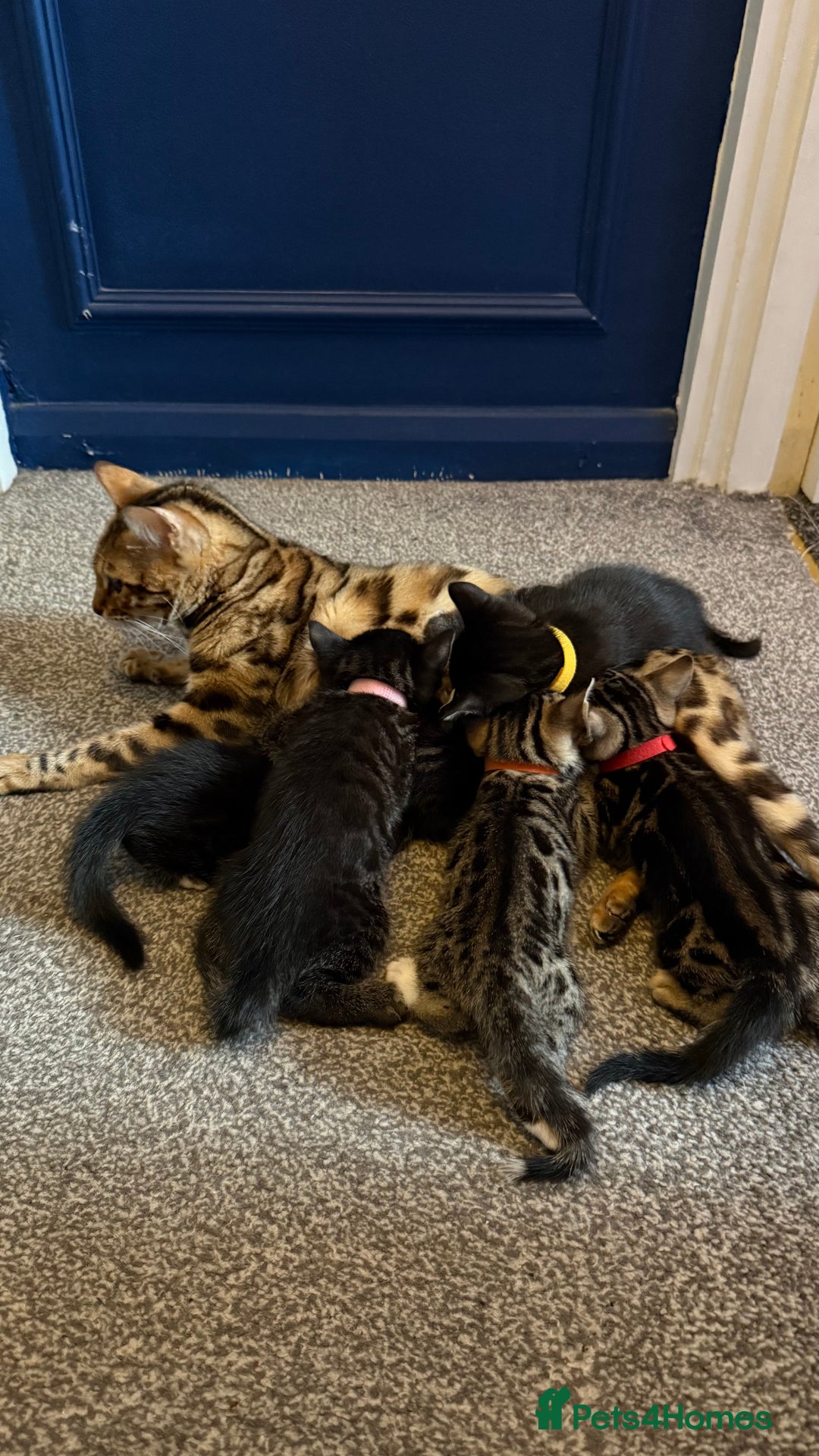 Mixed Breed cats for sale: Mixed bengal kittens - Advert 16