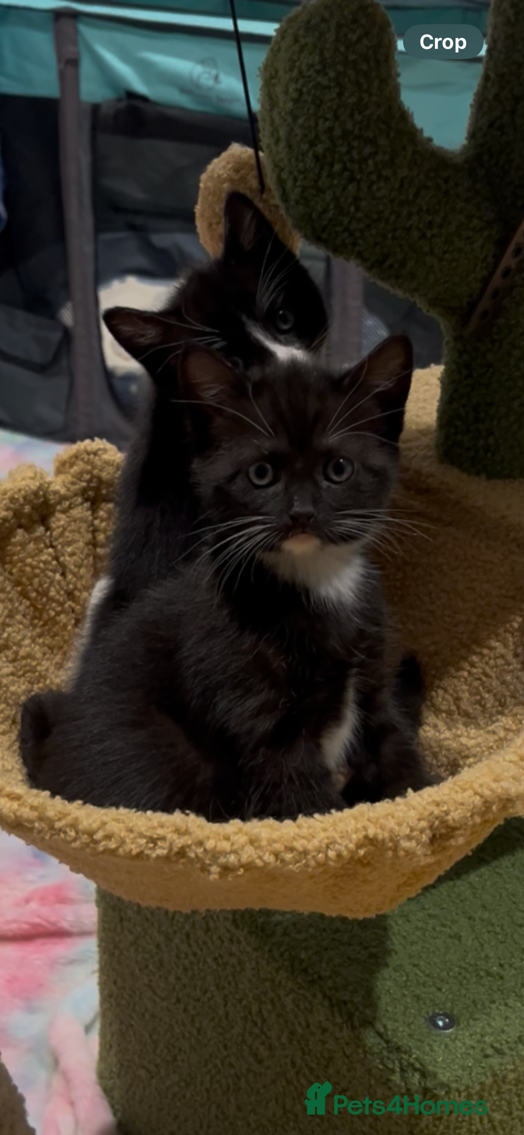 Mixed Breed cats for sale: Ragdoll cross - Image 8