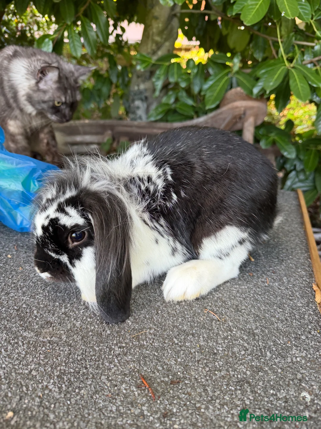 Lionhead rabbits for sale: Two Lovely Lop Rabbits - Advert 2