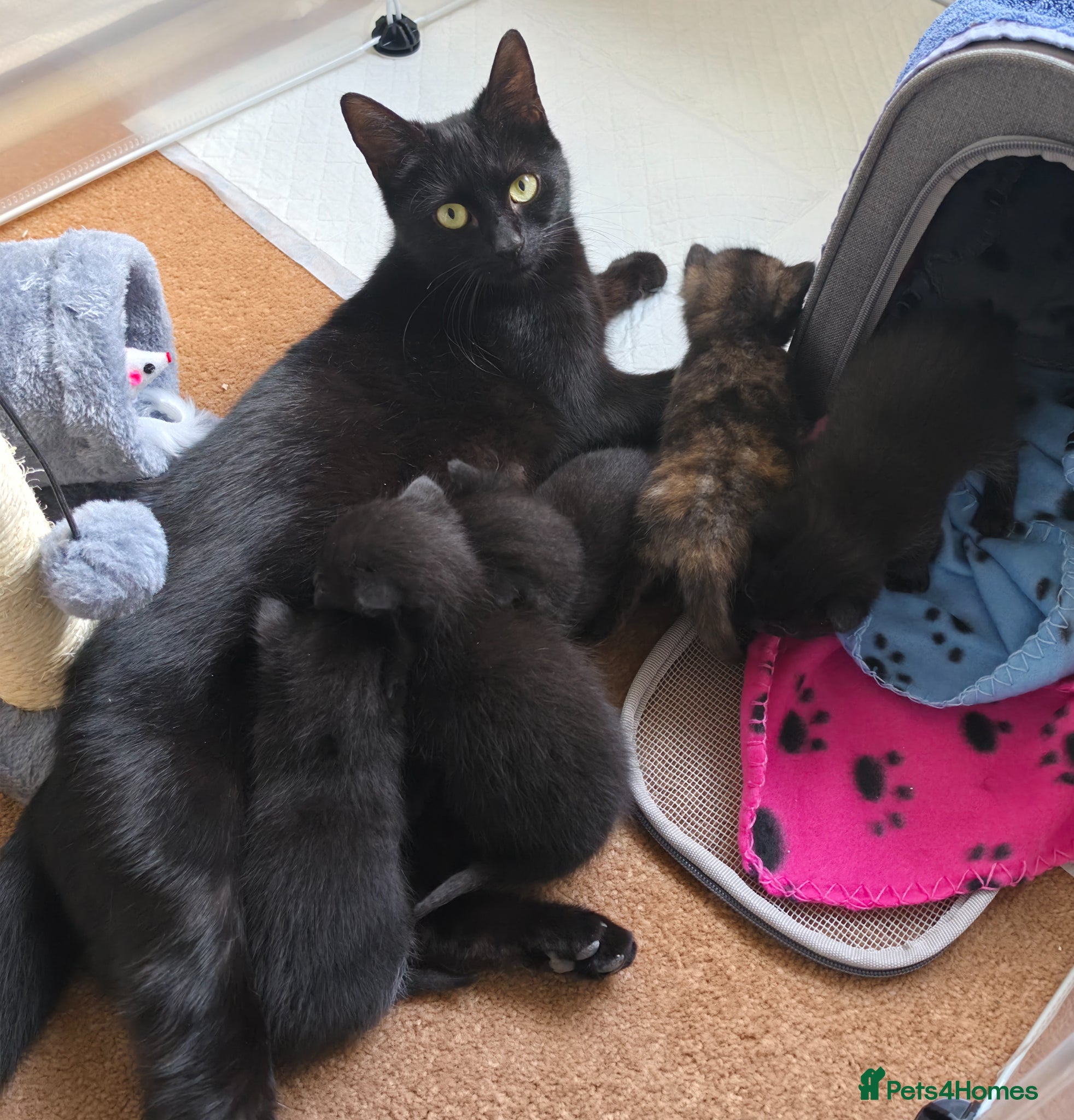 Domestic Shorthair cats 3M/2F Black/Tortie Kits fully vax flead and deworm - Advert 17