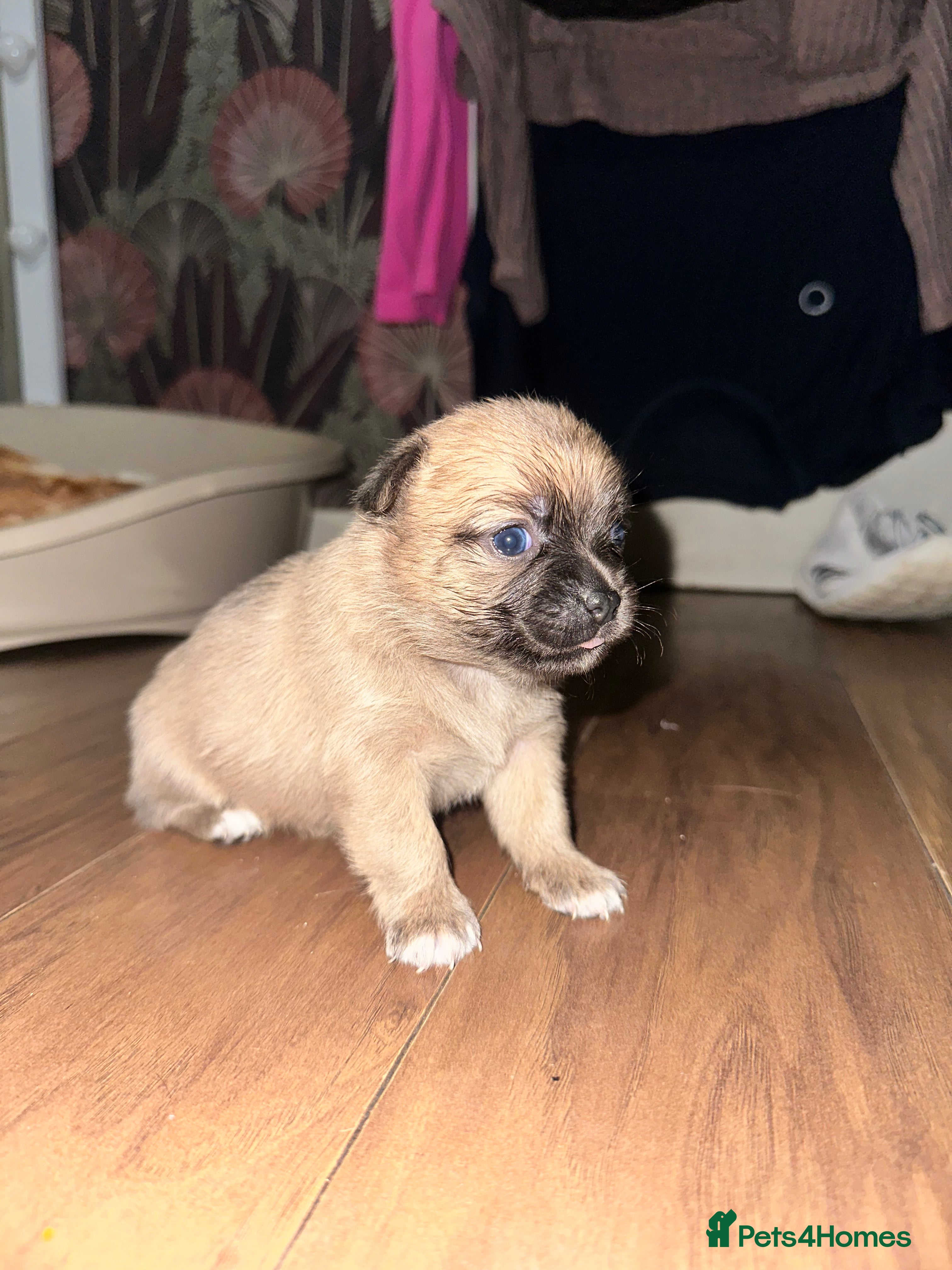 Chihuahua dogs Beautiful chihuahua for sale - Advert 2